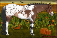 Horse Color:Bay Tobiano Frame Appaloosa 
