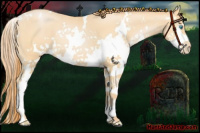 Horse Color:White Spotted Buckskin Pearl Splash 