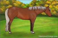 Horse Color:Silver Bay 
