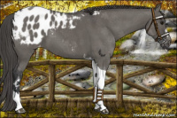 Horse Color:Grullo Sabino Tobiano Blanket 