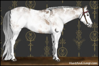 Horse Color:Gray Bay Dun Sabino 
