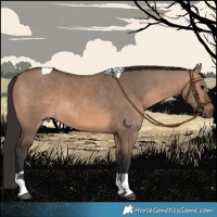 Horse Color:Brown Dun Tobiano 
