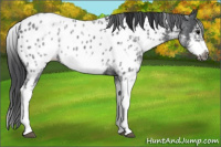 Horse Color:White Spotted Blue Roan Splash Frame Appaloosa 
