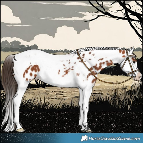 Horse Color:Bay Splash Tobiano Near Leopard 