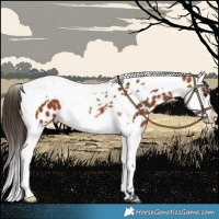 Horse Color:Bay Splash Tobiano Near Leopard 