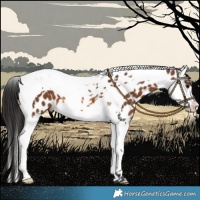 Horse Color:Bay Splash Tobiano Near Leopard 