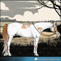 Horse Color:Red Dun Splash Tobiano Rabicano