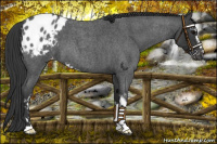 Horse Color:Blue Roan Sabino Appaloosa 
