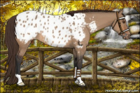 Horse Color:Bay Dun Appaloosa