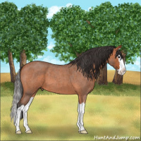 Horse Color:Bay Roan Splash 