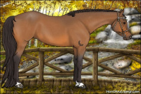 Horse Color:Buckskin Roan 