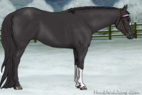 Horse Color:Smoky Black Chinchilla