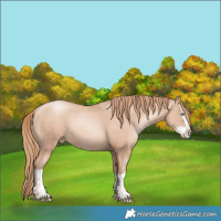 Horse Color:Gold Champagne Pearl Rabicano and Gold Champagne Pearl Splash Rabicano