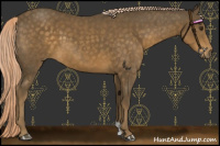 Horse Color:Chocolate Palomino 