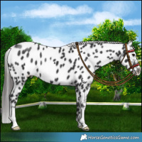 Horse Color:Black Appaloosa