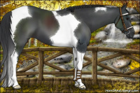 Horse Color:Black Tobiano 