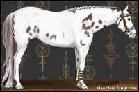 Horse Color:Chocolate Black Splash Tobiano Near Leopard