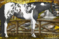 Horse Color:Black Tobiano Appaloosa 