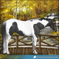Horse Color:Black Tobiano 