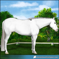 Horse Color:Black Tobiano Near Leopard 
