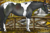 Horse Color:Black Tobiano 