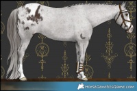 Horse Color:Liver Chestnut Appaloosa