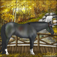 Horse Color:Black Chinchilla 
