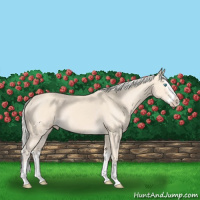 Horse Color:Cremello Splash  and Cremello Splash 