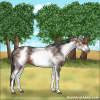 Horse Color:White Spotted Brown Roan Frame 