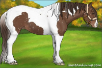 Horse Color:Liver Chestnut Tobiano Appaloosa 