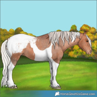 Horse Color:Silver Bay Tobiano Appaloosa 