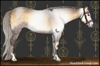 Horse Color:Gray Chocolate Palomino Onyx 
