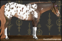Horse Color:Liver Chestnut Appaloosa 