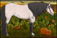 Horse Color:Platinum Buckskin 