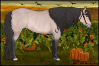 Horse Color:Platinum Buckskin Rabicano