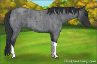 Horse Color:Blue Roan Tobiano 