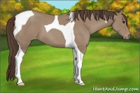 Horse Color:Classic Champagne Tobiano Appaloosa