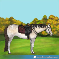 Horse Color:Buckskin Ice Onyx 