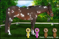Horse Color:White Spotted Liver Chestnut Tobiano 