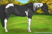 Horse Color:Black Tobiano 