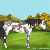 Horse Color:Brown Splash 