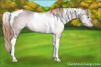 Horse Color:Gray Red Roan Tobiano 