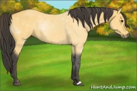Horse Color:Buckskin 