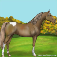 Horse Color:Chocolate Palomino Appaloosa 