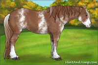 Horse Color:White Spotted Chestnut Sabino 