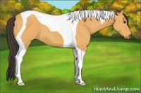 Horse Color:Buckskin Tobiano 