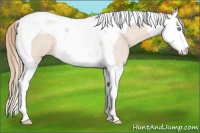 Horse Color:Perlino Roan Splash Tobiano