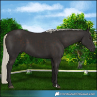 Horse Color:Liver Chestnut Mushroom 