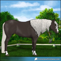 Horse Color:Liver Chestnut Mushroom 