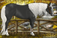 Horse Color:Liver Chestnut Mushroom Sabino 